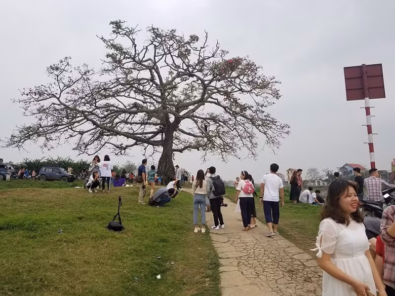 Cây hoa gạo trong “Cô gái nhà người ta” xác xơ sau khi khách du lịch đổ xô tới tham quan ảnh 5