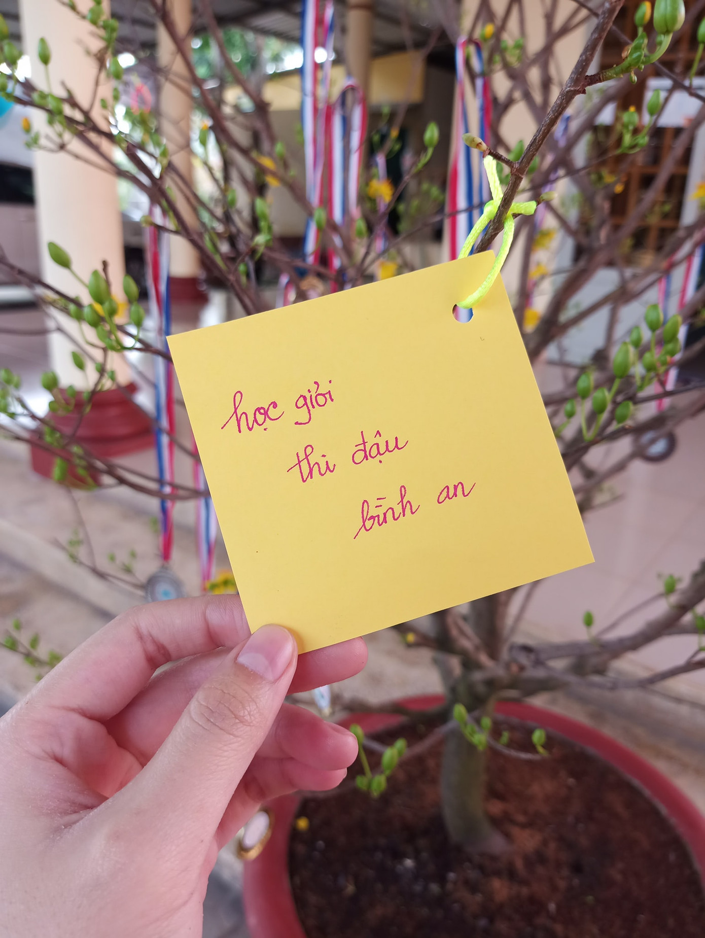 Trào lưu “hot” của teen Việt trong những ngày Tết: Khoe cây cảnh treo đầy bằng khen, huy chương ảnh 6