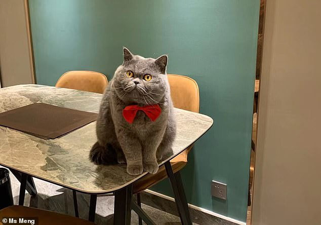 Netizen “tan chảy” với chú mèo rớm nước mắt trước camera an ninh khi bị bỏ lại ở nhà một mình ảnh 1