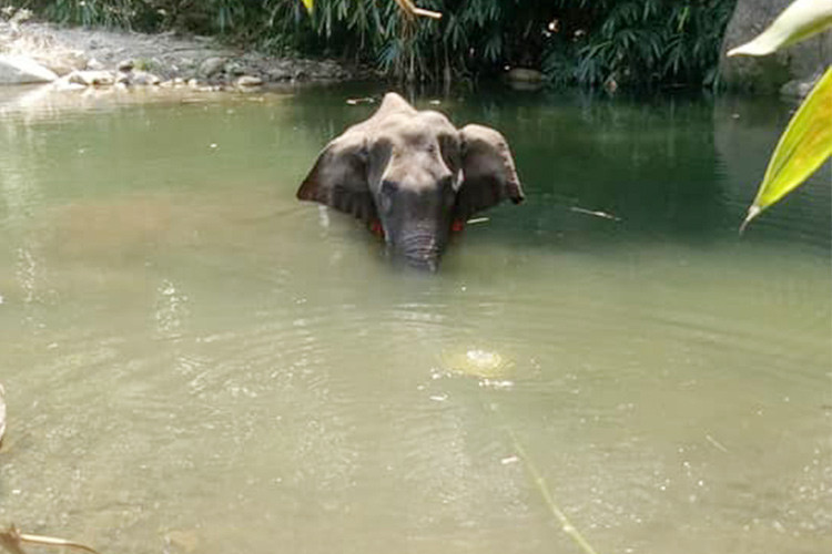 Voi mẹ mang thai chết vì bị dân làng lừa cho ăn trái dứa nhồi pháo khiến dân mạng phẫn nộ ảnh 3