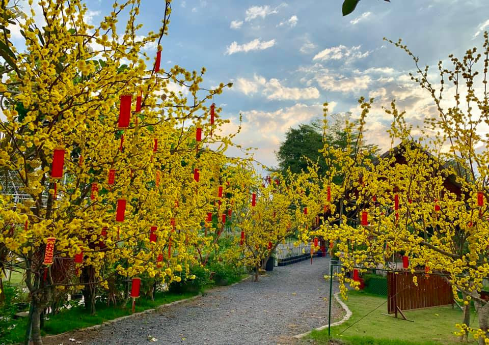 Địa điểm check-in Tết Dương lịch 2021: “Vườn hoa Đà Lạt” giữa lòng Sài Gòn hút giới trẻ ảnh 8