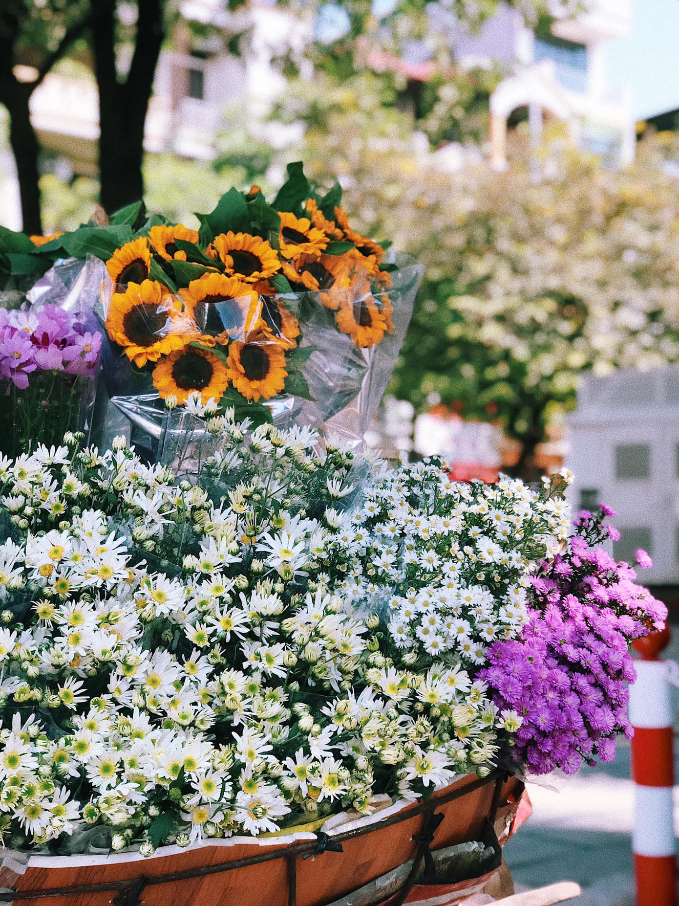 Một mùa cúc hoạ mi xinh xắn lại đến: “Lên đồ” cùng hội BFF để có những tấm ảnh “nghìn like” nào! ảnh 1