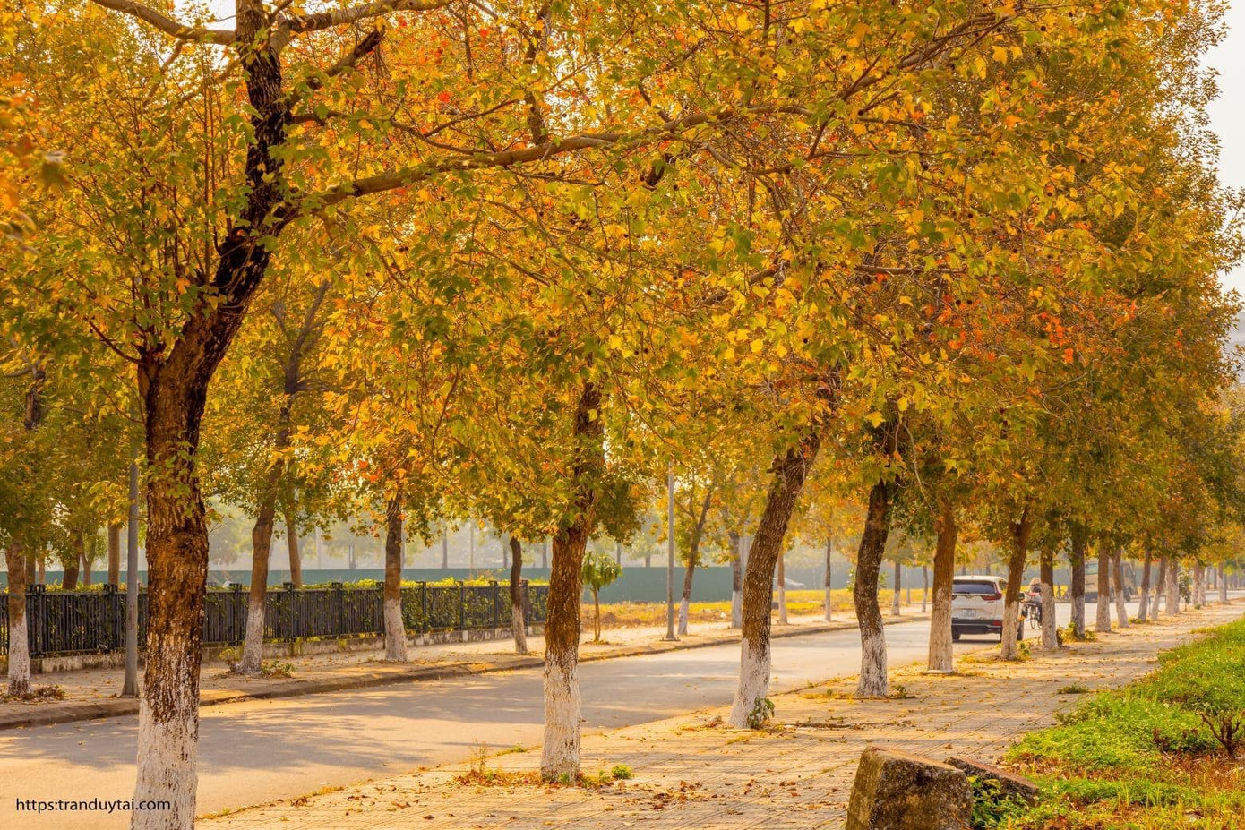 (Ảnh: Trần Duy Tài) Con đường lá phong đỏ được mệnh danh “Seoul giữa lòng Hà Nội“: Ảnh thực tế khác xa! ảnh 4