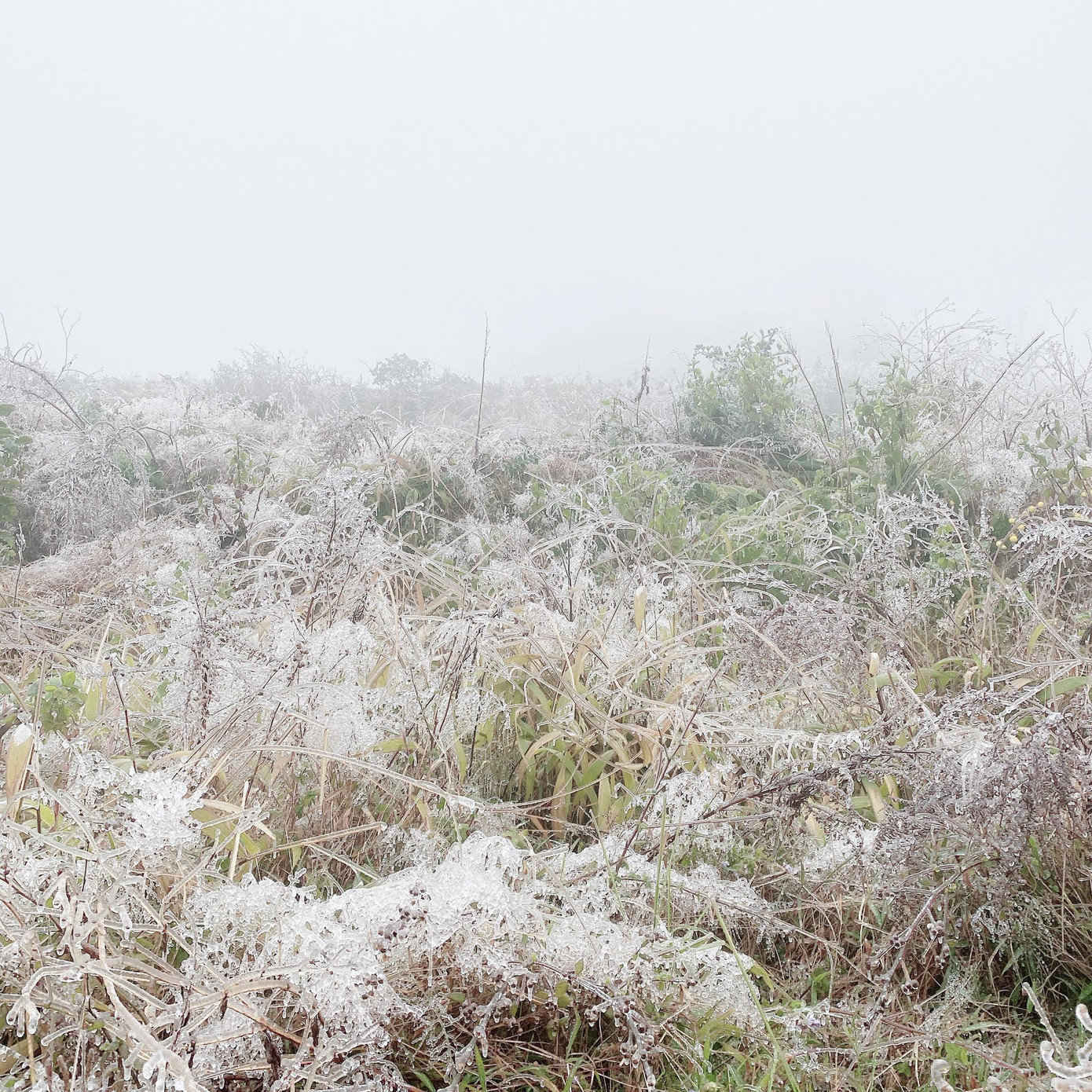 Giới trẻ đua nhau check-in tuyết rơi lãng mạn ở Sa Pa: Đừng quên lưu ý quan trọng này! ảnh 6