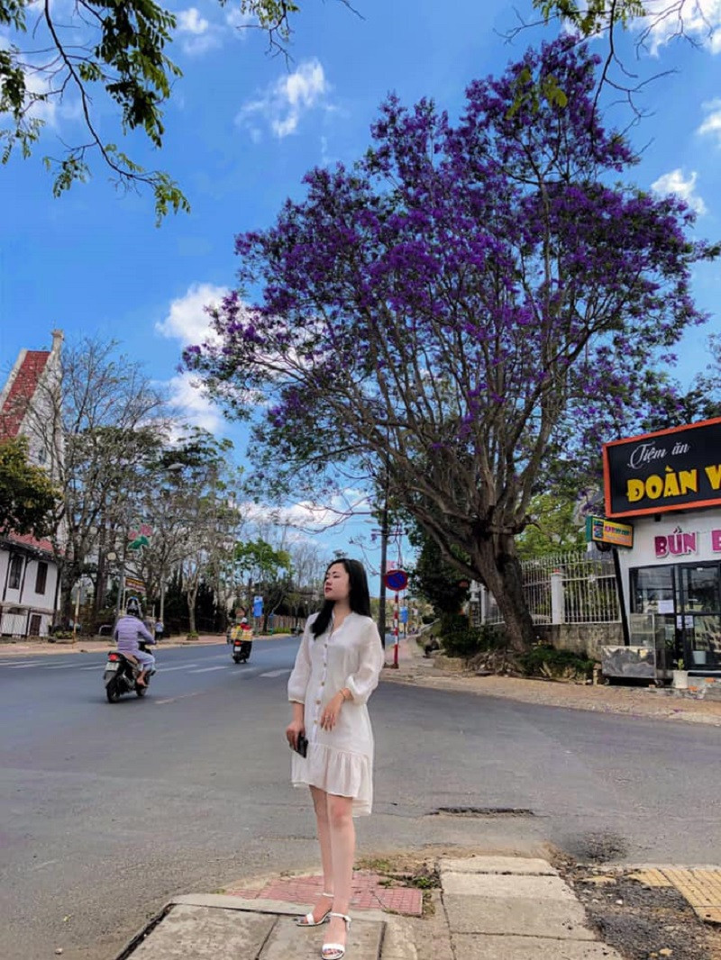Phượng tím Đà Lạt đang mùa nở rộ, từng góc phố đẹp đến ngỡ ngàng ảnh 18