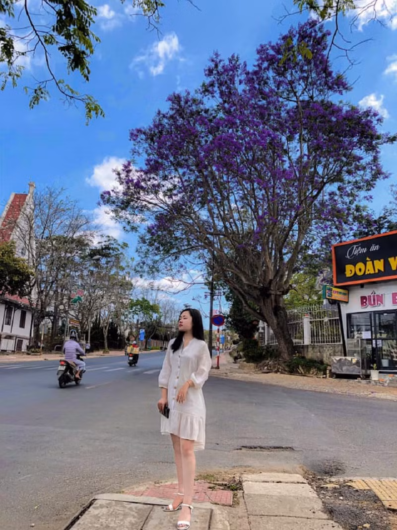 Phượng tím Đà Lạt đang mùa nở rộ, từng góc phố đẹp đến ngỡ ngàng ảnh 18