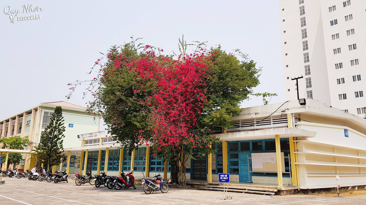 Giới trẻ thích thú với cây trái tim trồng trong khuôn viên của một trường Đại học ảnh 1