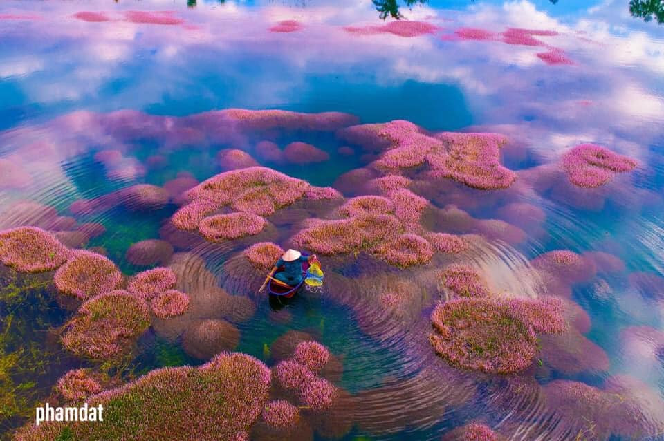 Ngất ngây trước vẻ đẹp của hồ Tảo Hồng ở Lâm Đồng, chụp ảnh ở đây cứ gọi là xuất sắc! ảnh 2