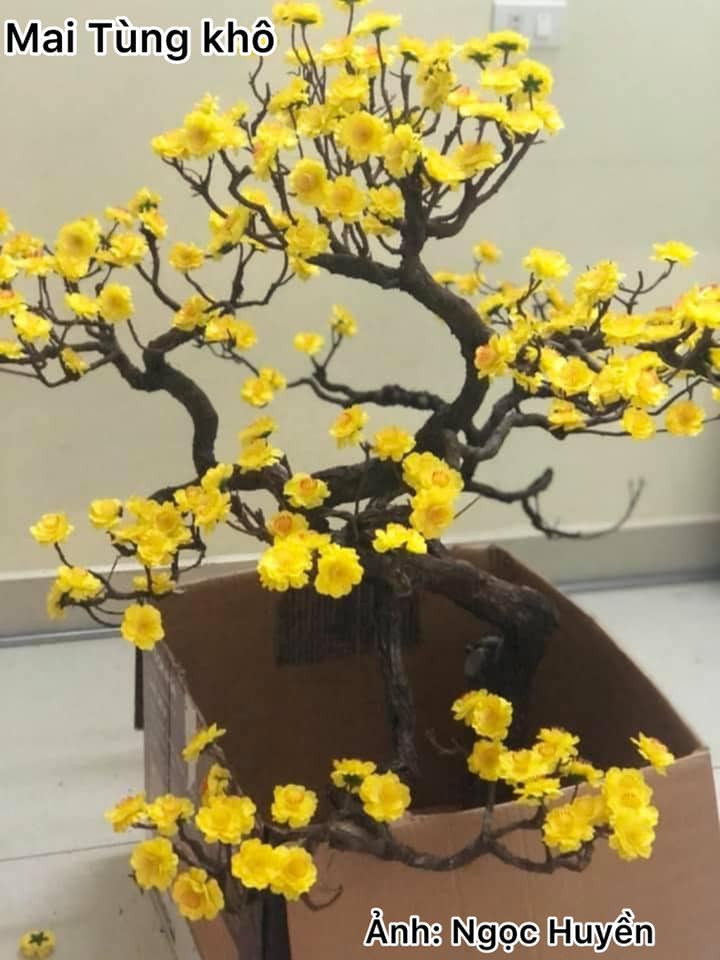 Công ty “chơi lớn” mua hẳn một “cây mai vàng” siêu to khổng lồ chơi Tết, khi đến gần mới té ngửa ảnh 4