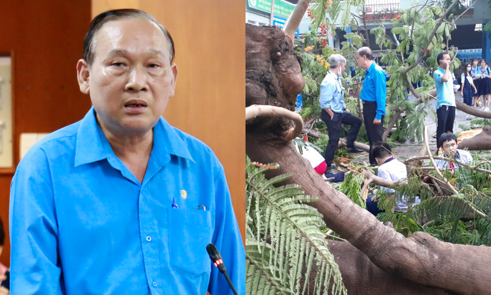 Vụ cây đổ khiến học sinh tử vong: Kiểm tra và xử lý cây phượng còn lại trong trường ảnh 5