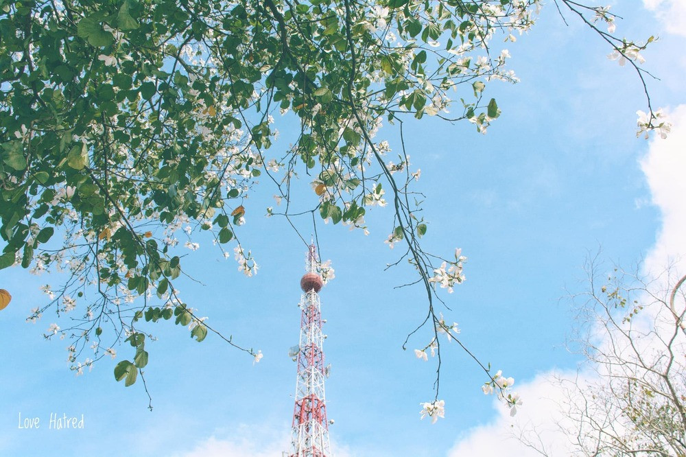 Những con đường ngập tràn hoa ban ở Đà Lạt tháng 12 này: Mình gặp nhau khi mùa hoa nở nhé! ảnh 3