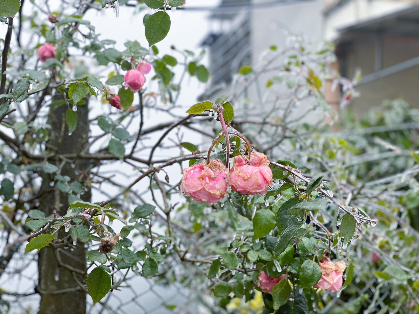 Giới trẻ đua nhau check-in tuyết rơi lãng mạn ở Sa Pa: Đừng quên lưu ý quan trọng này! ảnh 4