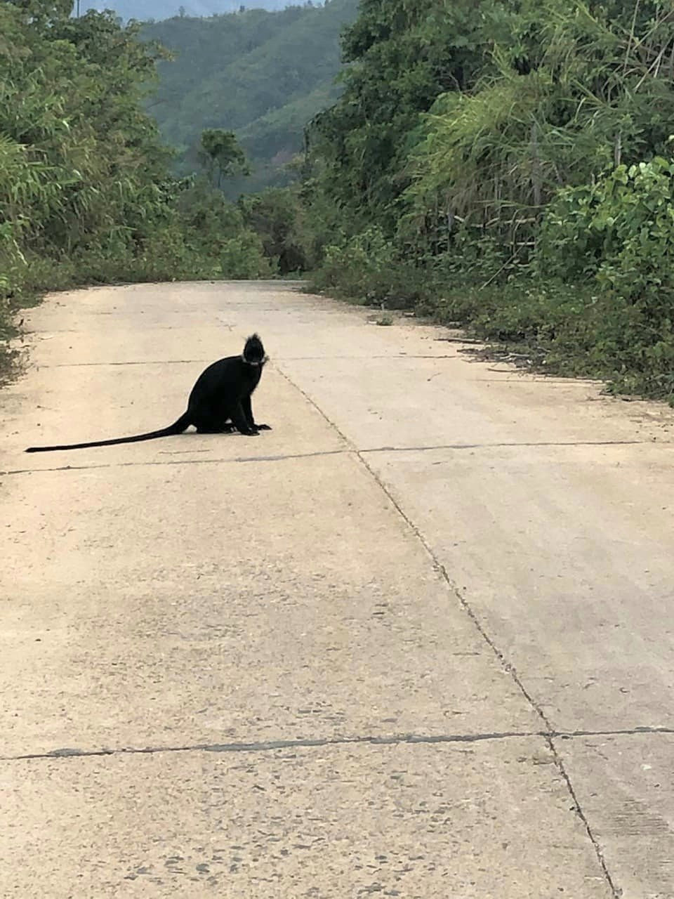 Sau lũ lụt, đàn voọc gáy trắng lại kéo ra đường tấn công người dân ảnh 3