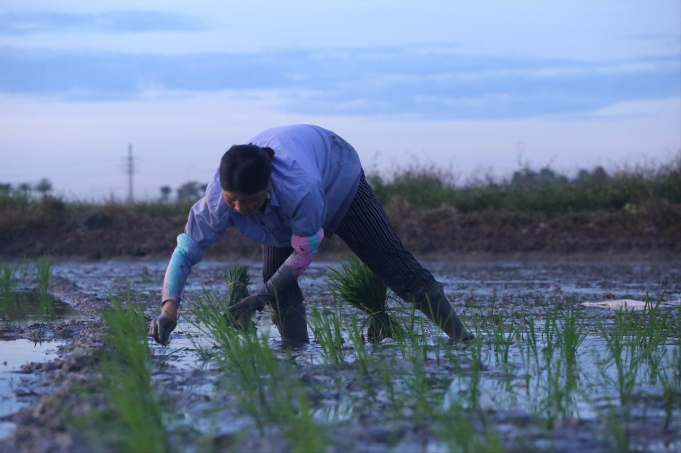 Nông dân Thủ đô chong đèn cấy lúa ảnh 1