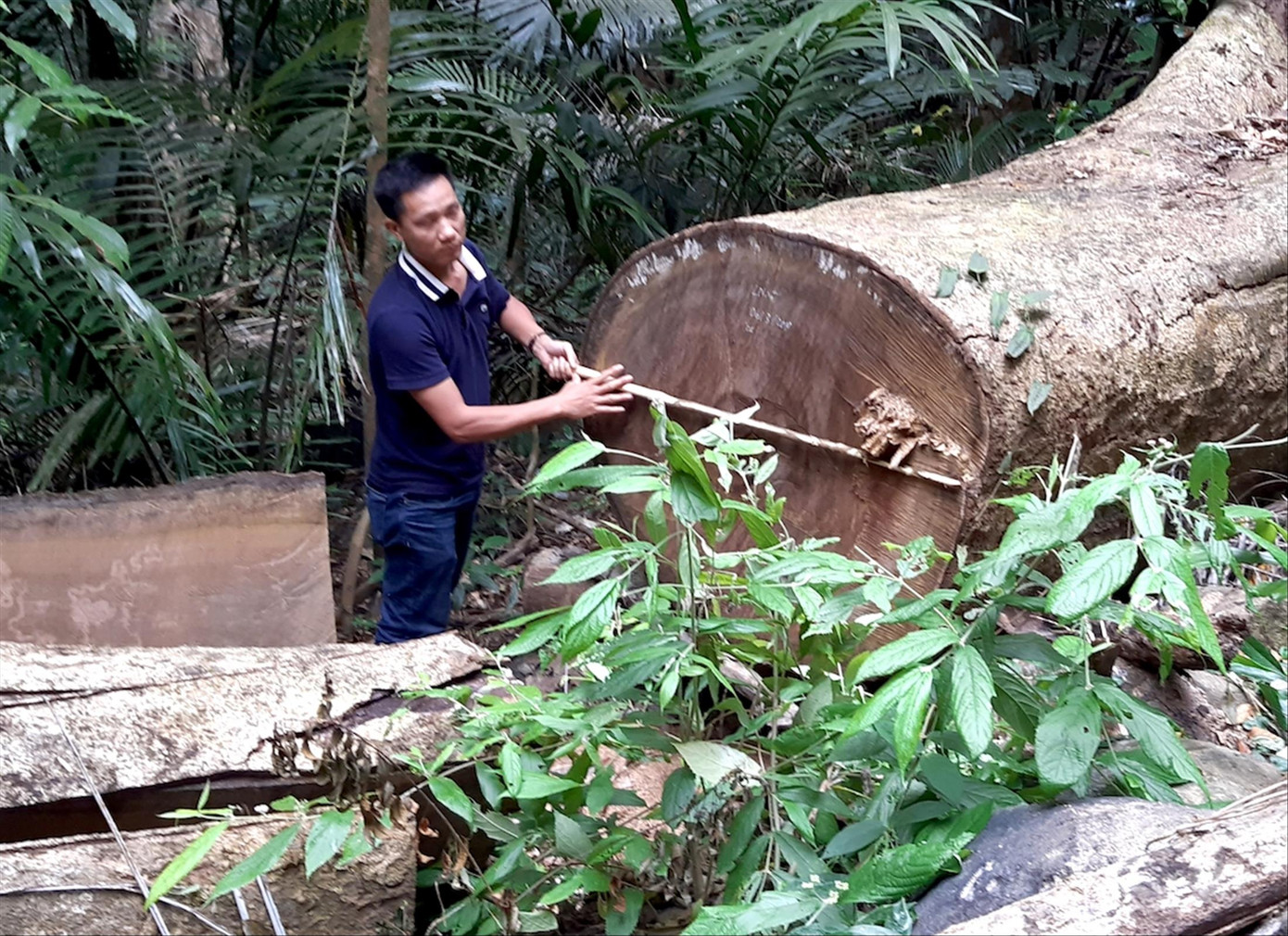 Những cánh rừng 'rỗng ruột' ảnh 1