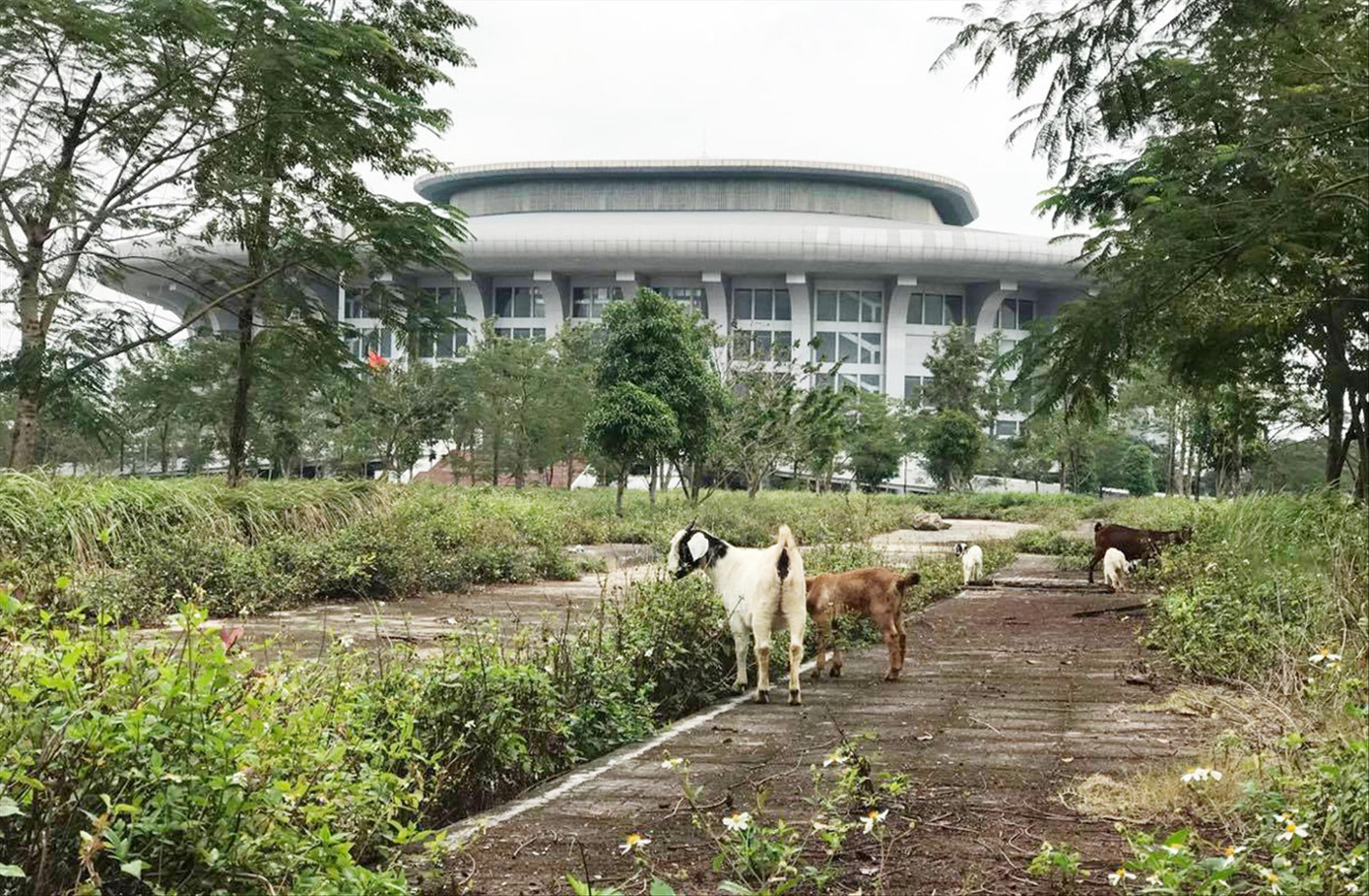 Nhà thi đấu nghìn tỷ im ắng, dê tung tăng đi dạo ảnh 1