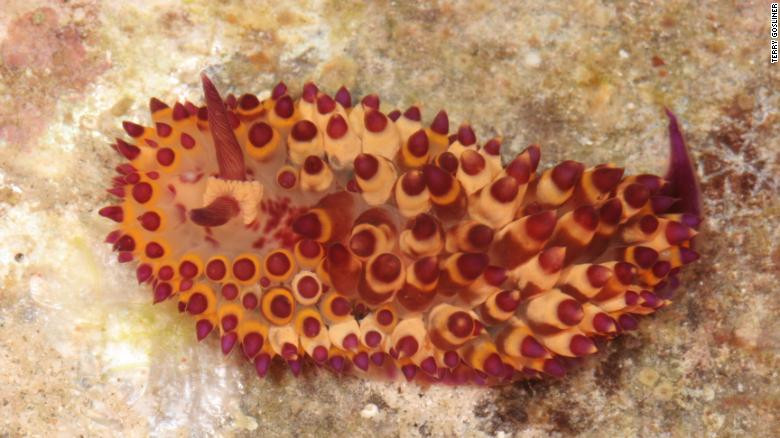 Kỳ thú những loài động vật mới được phát hiện năm 2019 ảnh 5