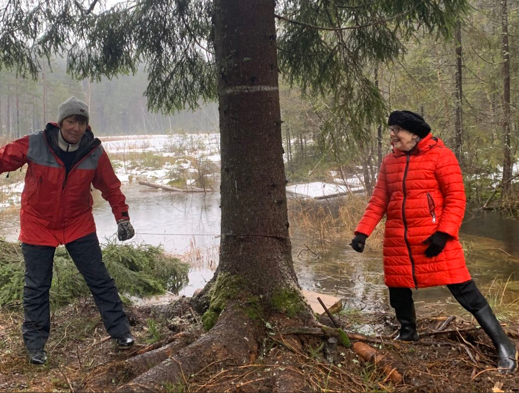 Cây thông Giáng sinh nổi tiếng nhất nước Anh bị chê thậm tệ ảnh 4