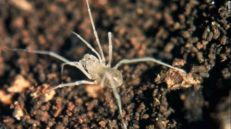 Kỳ thú những loài động vật mới được phát hiện năm 2019 ảnh 8