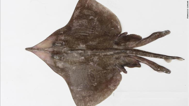 Kỳ thú những loài động vật mới được phát hiện năm 2019 ảnh 9