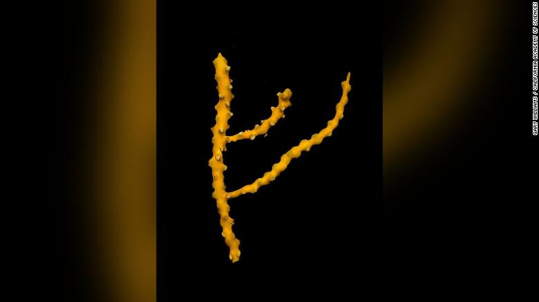 Kỳ thú những loài động vật mới được phát hiện năm 2019 ảnh 6