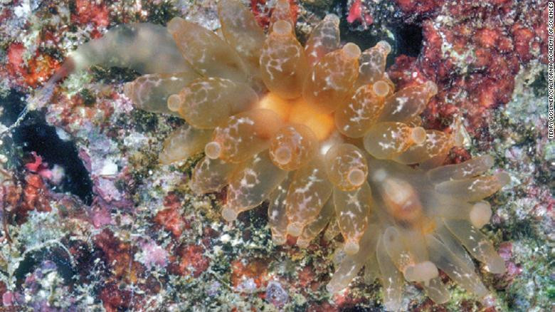 Kỳ thú những loài động vật mới được phát hiện năm 2019 ảnh 4