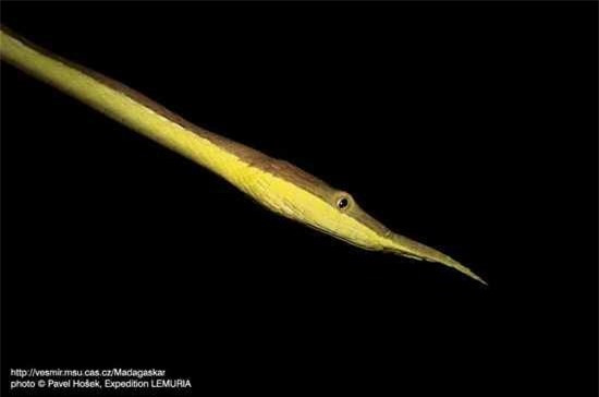 1001 thắc mắc: Loài động vật nào được cho là hiếm nhất thế giới? ảnh 1