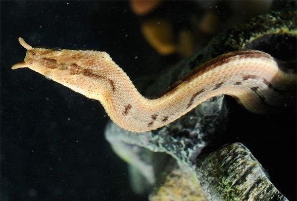 1001 thắc mắc: Loài động vật nào được cho là hiếm nhất thế giới? ảnh 2