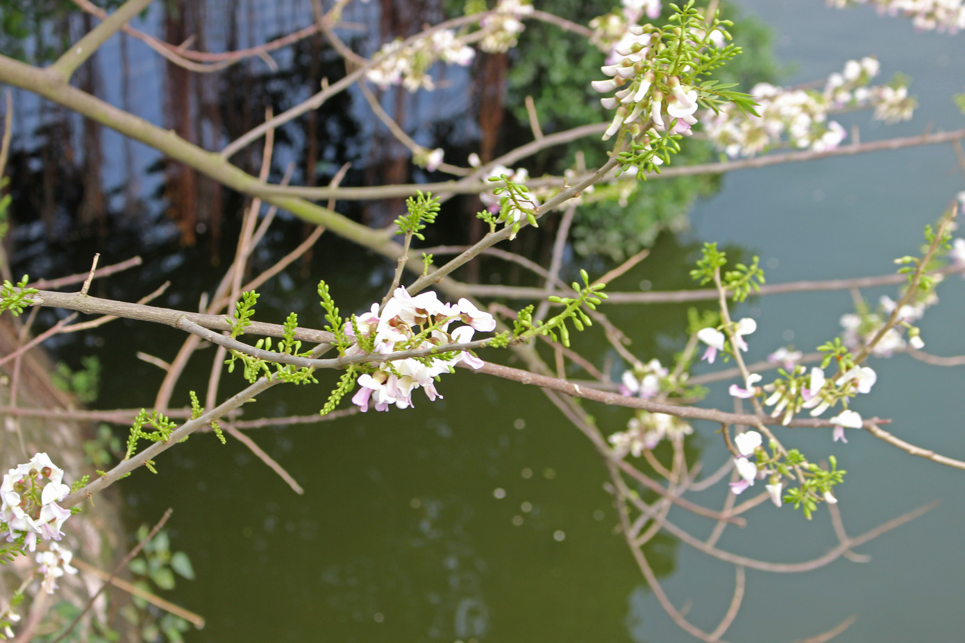 Đỗ mai khoe sắc mơ màng phủ trắng đền Thủy Trung Tiên ảnh 4