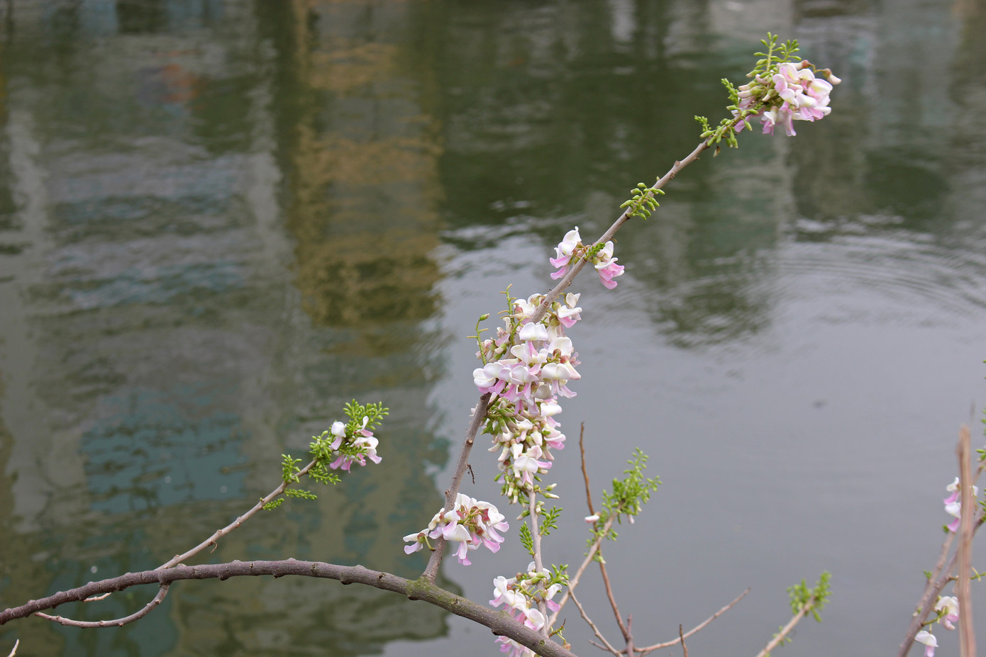 Đỗ mai khoe sắc mơ màng phủ trắng đền Thủy Trung Tiên ảnh 5