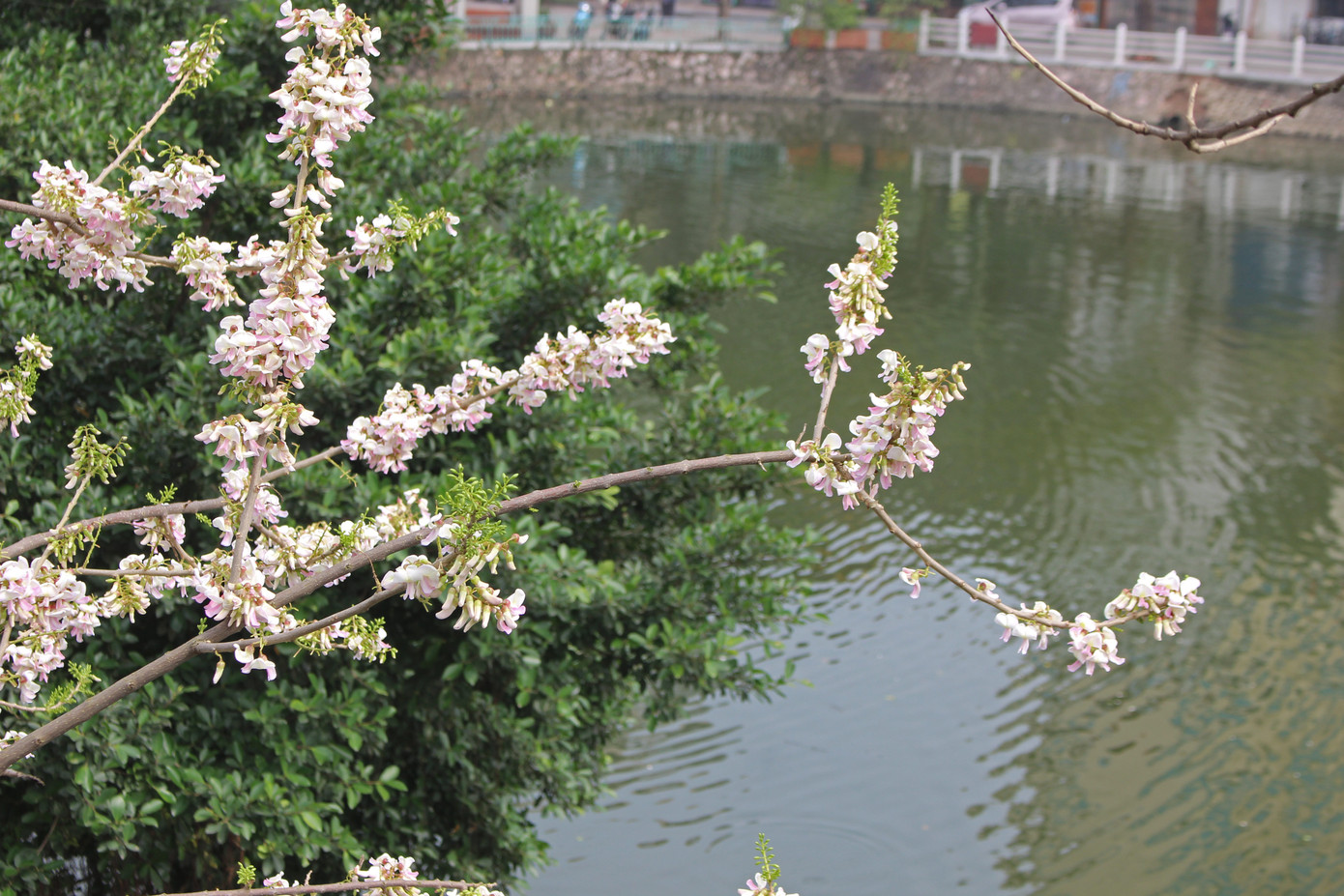 Đỗ mai khoe sắc mơ màng phủ trắng đền Thủy Trung Tiên ảnh 3