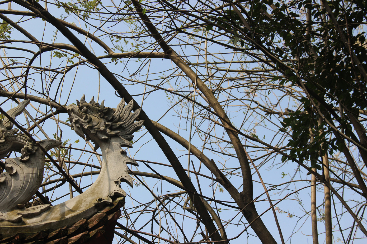 Đỗ mai khoe sắc mơ màng phủ trắng đền Thủy Trung Tiên ảnh 2