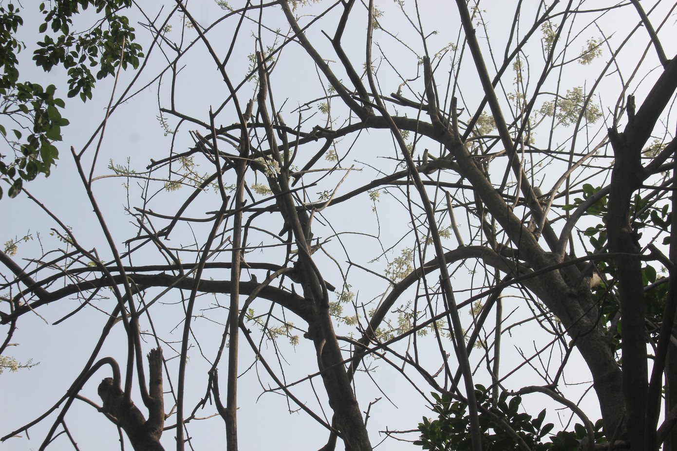 Đỗ mai khoe sắc mơ màng phủ trắng đền Thủy Trung Tiên ảnh 6