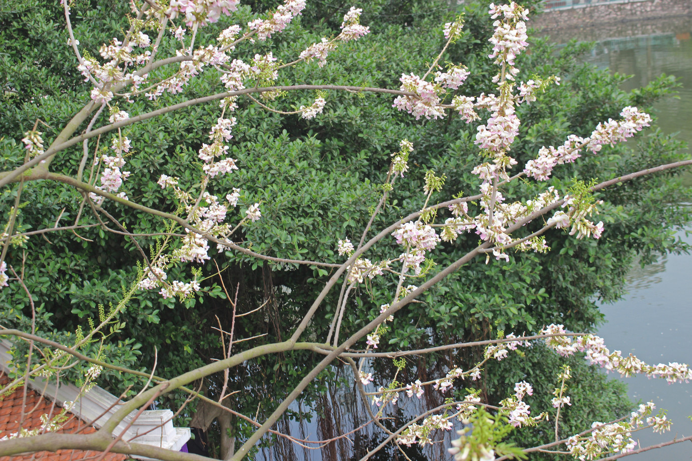 Đỗ mai khoe sắc mơ màng phủ trắng đền Thủy Trung Tiên ảnh 10