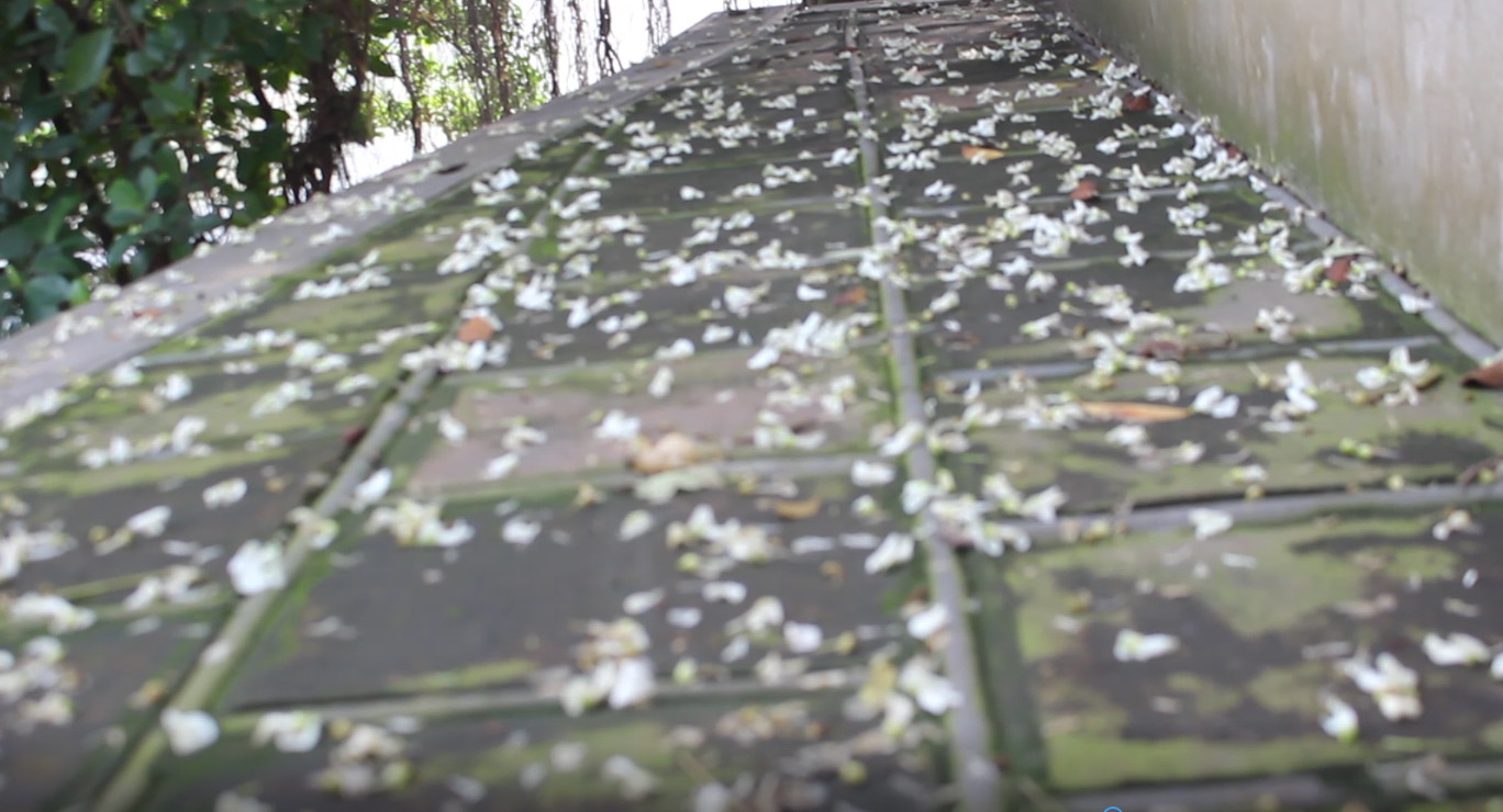 Đỗ mai khoe sắc mơ màng phủ trắng đền Thủy Trung Tiên ảnh 9