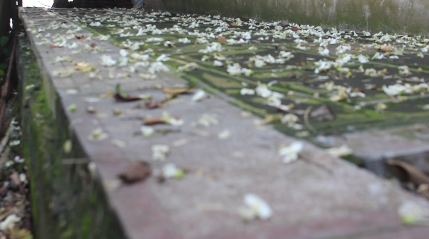 Đỗ mai khoe sắc mơ màng phủ trắng đền Thủy Trung Tiên ảnh 8