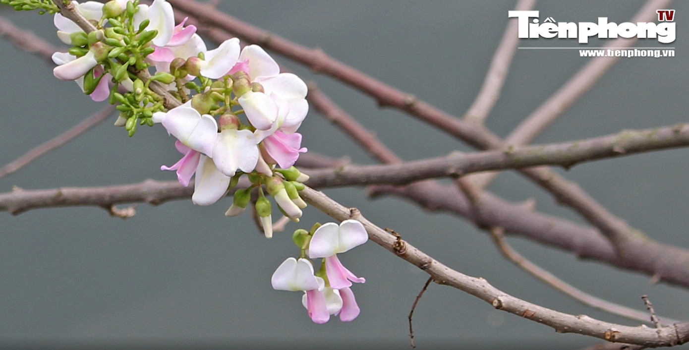 Đỗ mai khoe sắc mơ màng phủ trắng đền Thủy Trung Tiên ảnh 7