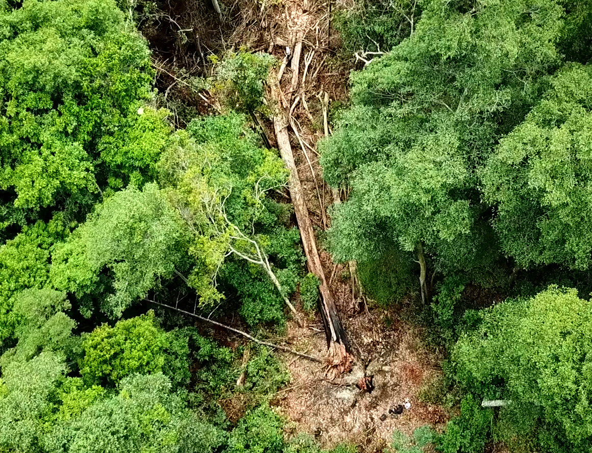 Tận thấy hiện trường rừng giáng hương cổ thụ bị tàn phá ở Tây Nguyên ảnh 11