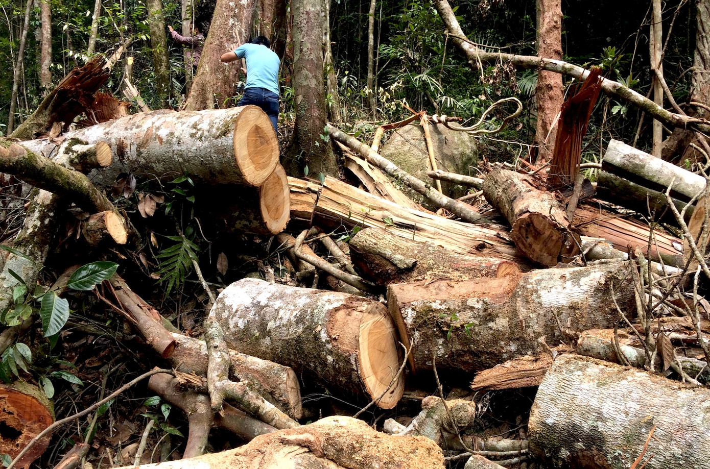 Đã khoanh vùng được nhóm đối tượng đưa máy cày độ vào phá rừng Kon Plong ảnh 2