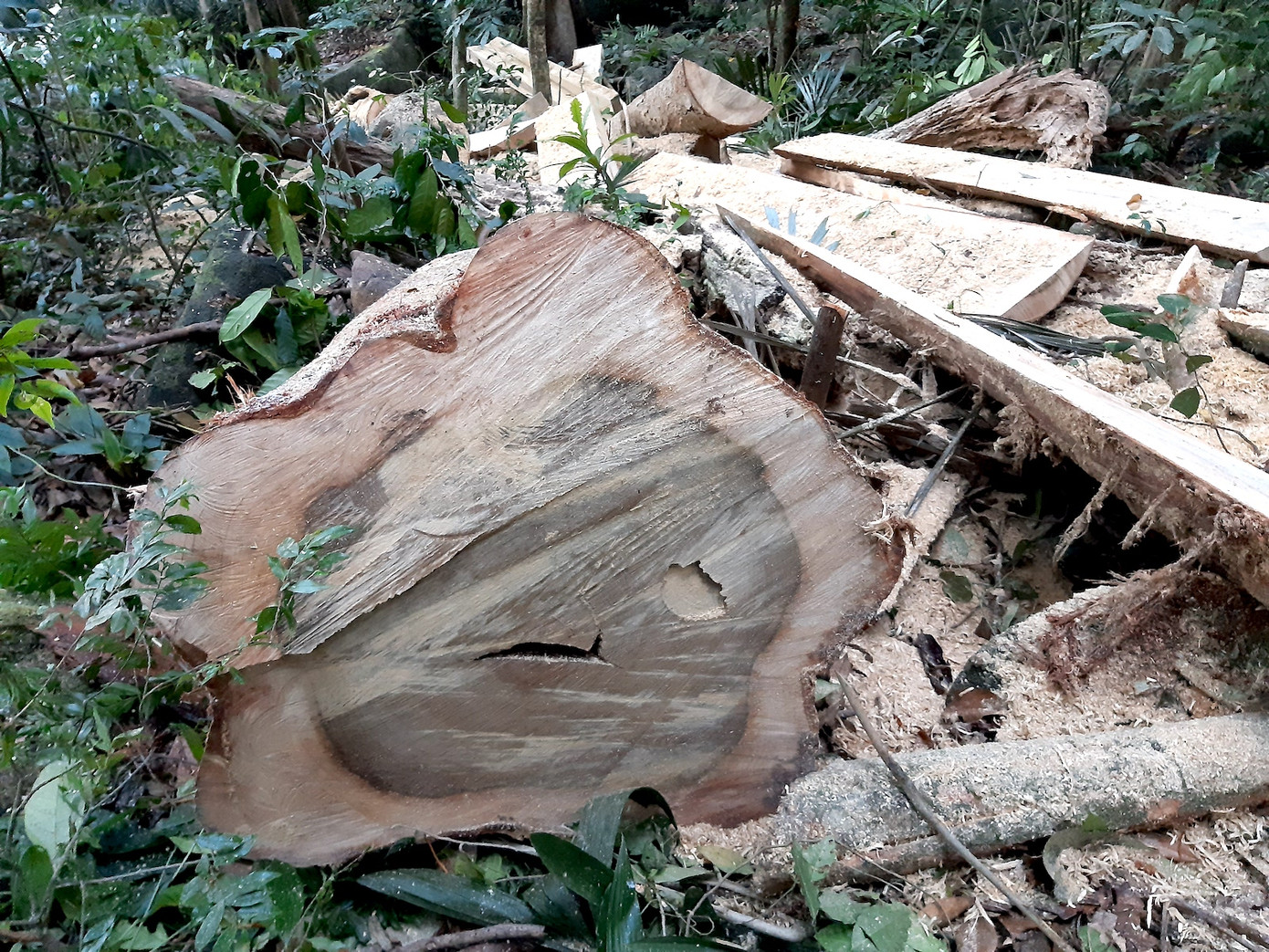 Thông Tây Nguyên bị bức tử ảnh 2