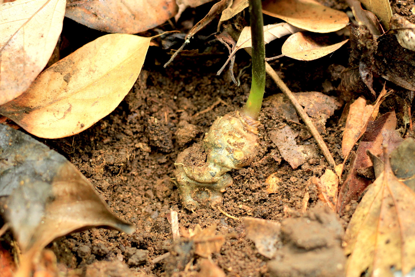 Kỳ lạ vườn sâm quý giúp giữ rừng ở Kon Tum ảnh 14