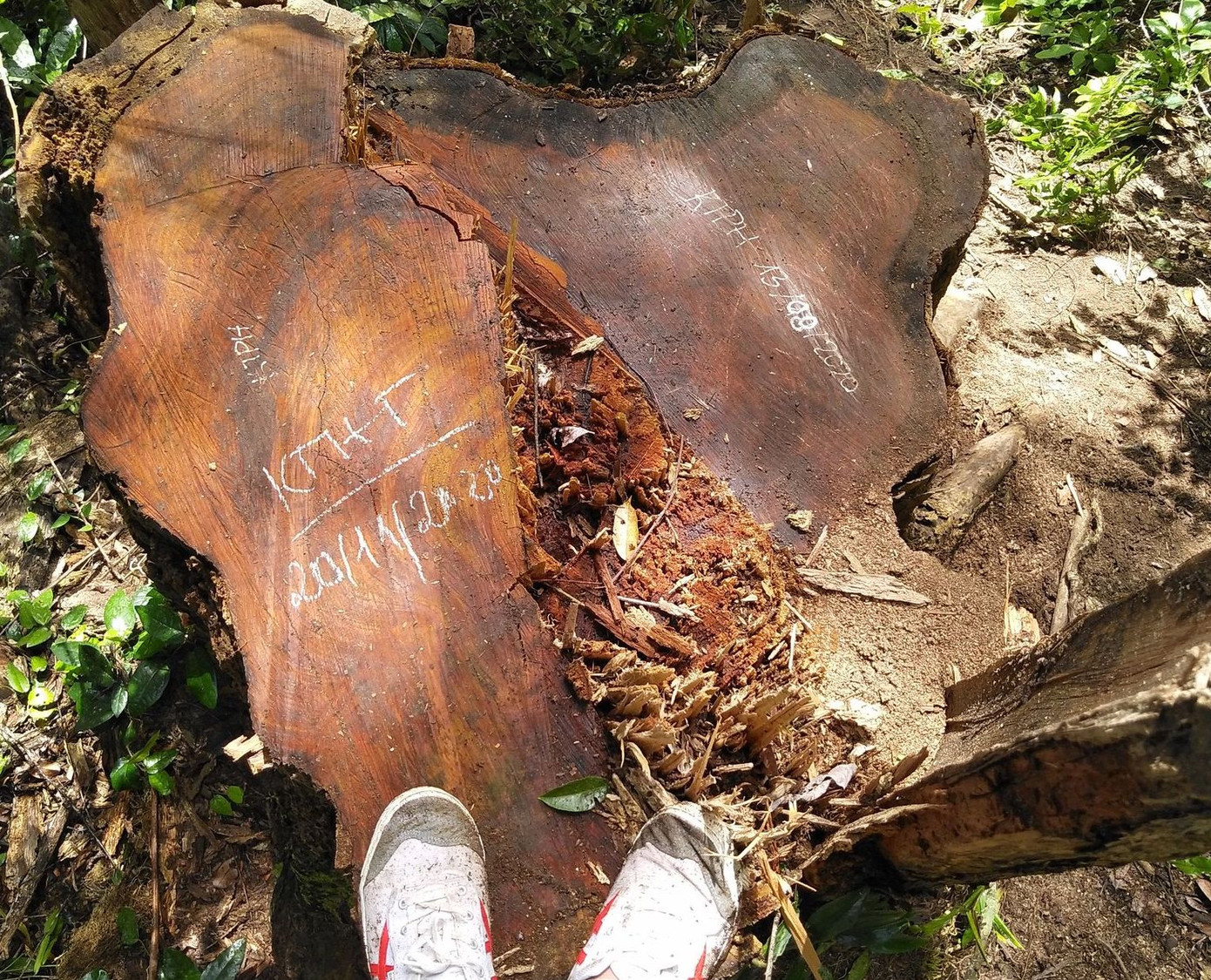 Tận thấy hiện trường rừng giáng hương cổ thụ bị tàn phá ở Tây Nguyên ảnh 4