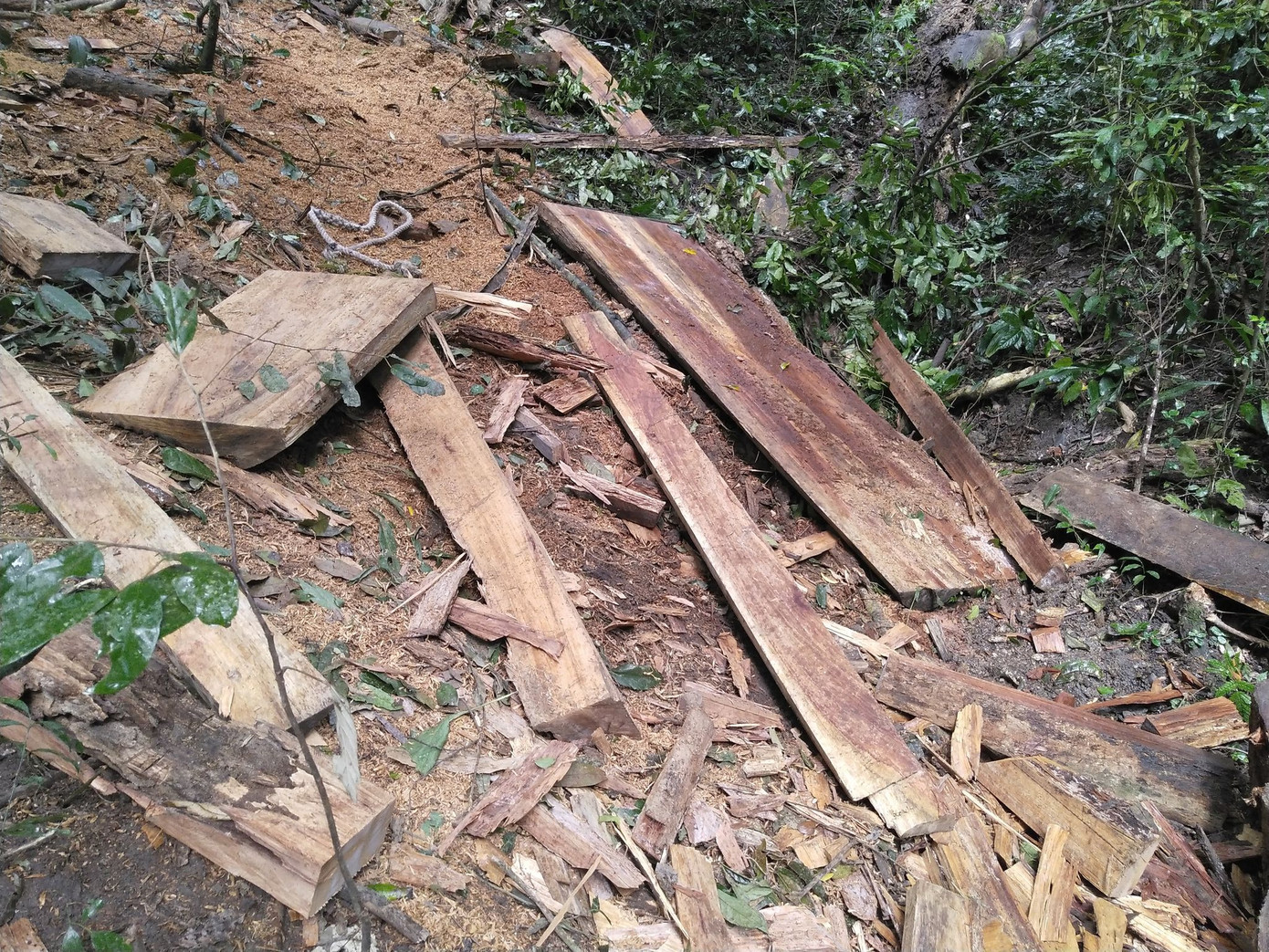 Tận thấy hiện trường rừng giáng hương cổ thụ bị tàn phá ở Tây Nguyên ảnh 10