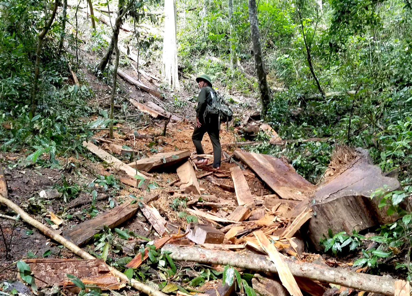 Tận thấy hiện trường rừng giáng hương cổ thụ bị tàn phá ở Tây Nguyên ảnh 5