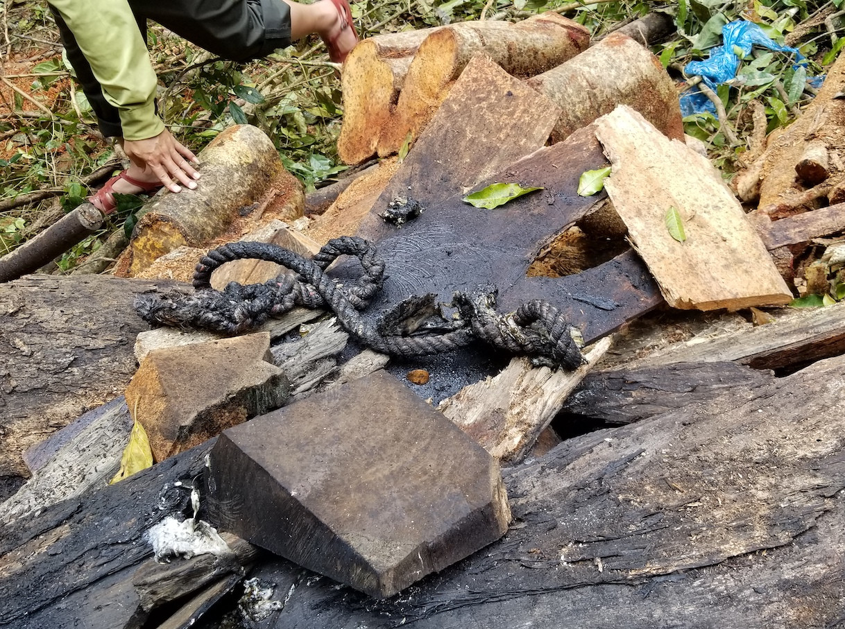 Tận thấy hiện trường rừng giáng hương cổ thụ bị tàn phá ở Tây Nguyên ảnh 7