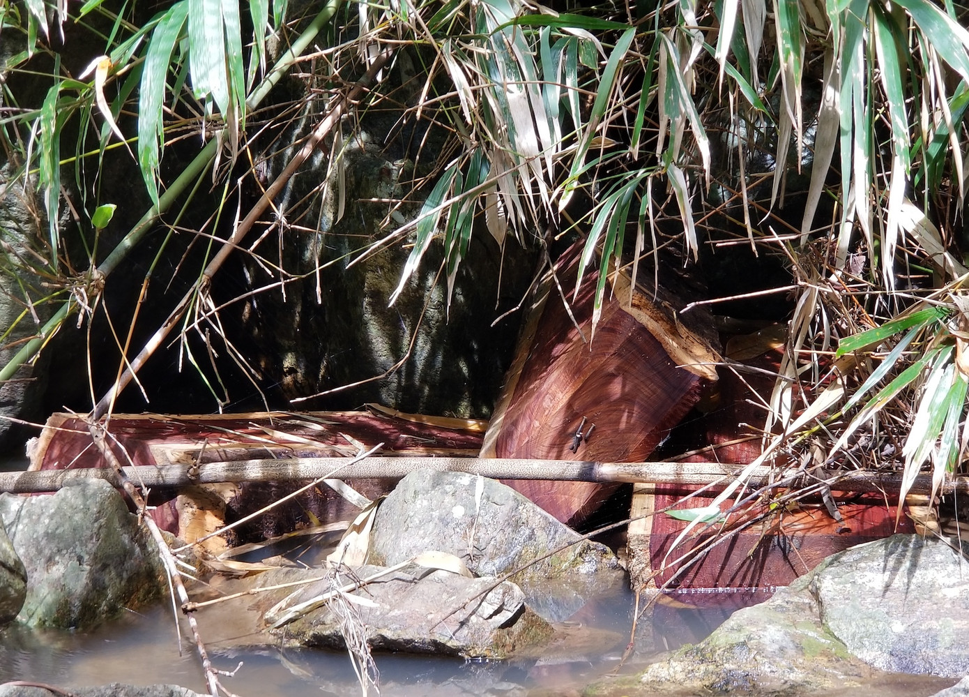 Tận thấy hiện trường rừng giáng hương cổ thụ bị tàn phá ở Tây Nguyên ảnh 9