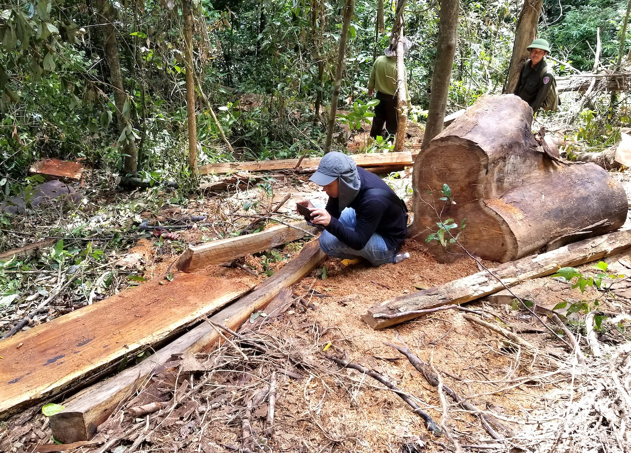 Tận thấy hiện trường rừng giáng hương cổ thụ bị tàn phá ở Tây Nguyên ảnh 3
