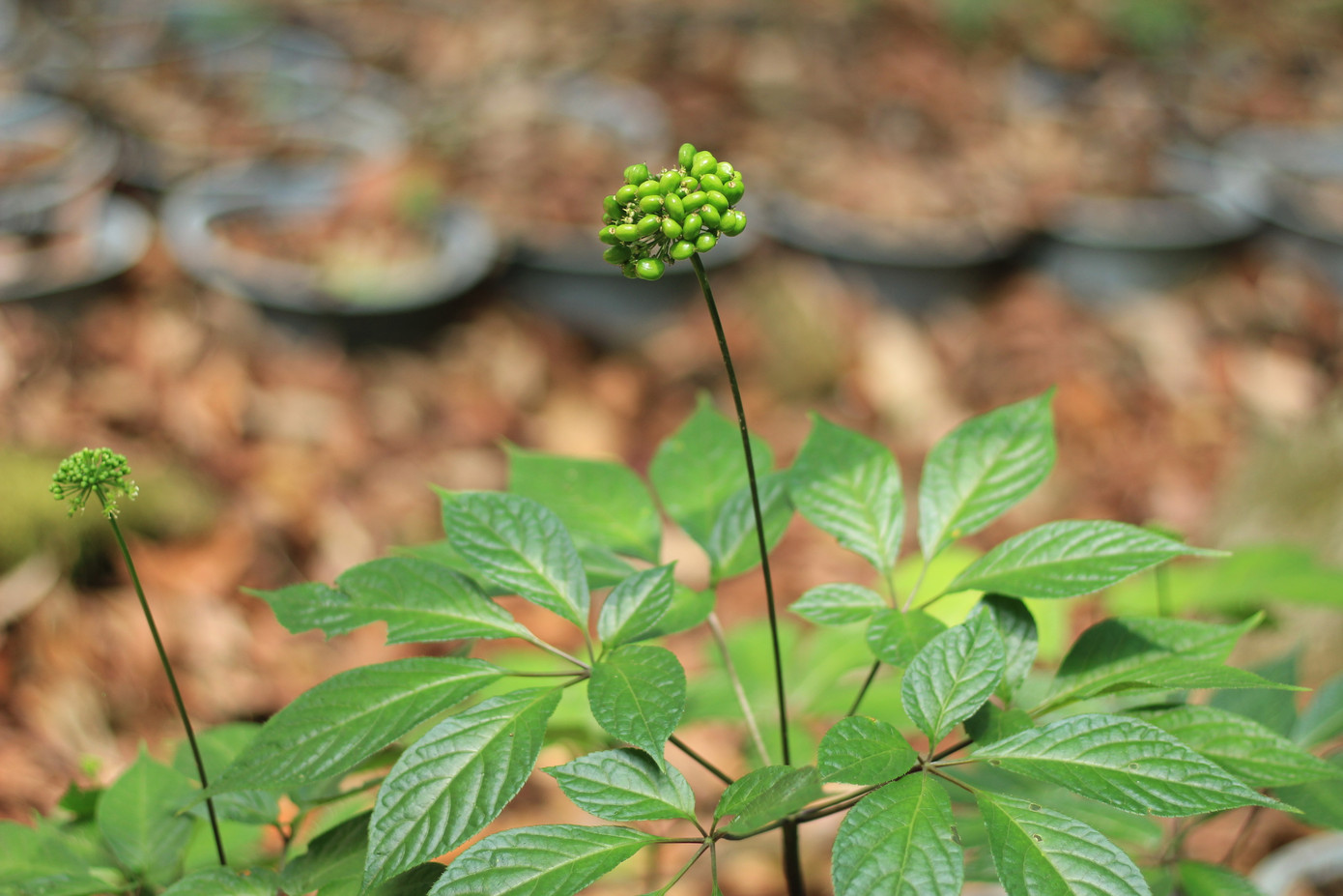 Kỳ lạ vườn sâm quý giúp giữ rừng ở Kon Tum ảnh 12