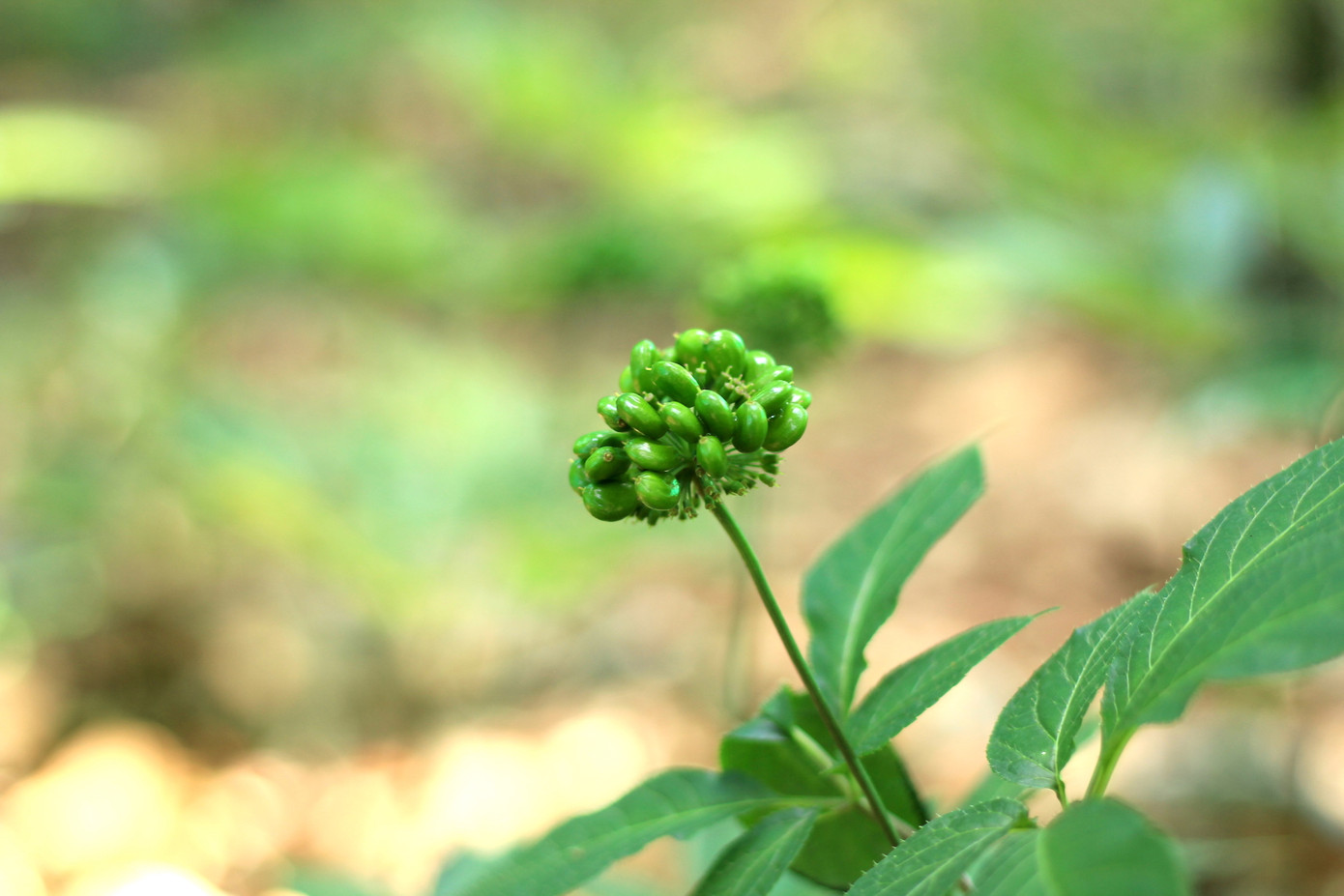 Kỳ lạ vườn sâm quý giúp giữ rừng ở Kon Tum ảnh 13