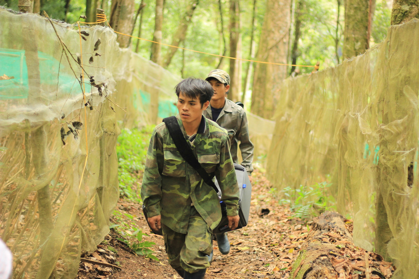 Kỳ lạ vườn sâm quý giúp giữ rừng ở Kon Tum ảnh 6